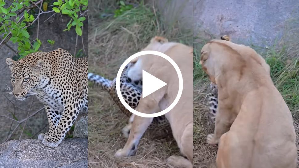 Leopard Viral Video: "లోకంలో తల్లి ప్రేమకు మించినది ఏది లేదు"..పిల్లల కోసం సింహంతో పోరాడిన చిరుతపులి! Leopard Viral Video: "లోకంలో తల్లి ప్రేమకు మించినది ఏది లేదు"..పిల్లల కోసం సింహంతో పోరాడిన చిరుతపులి!