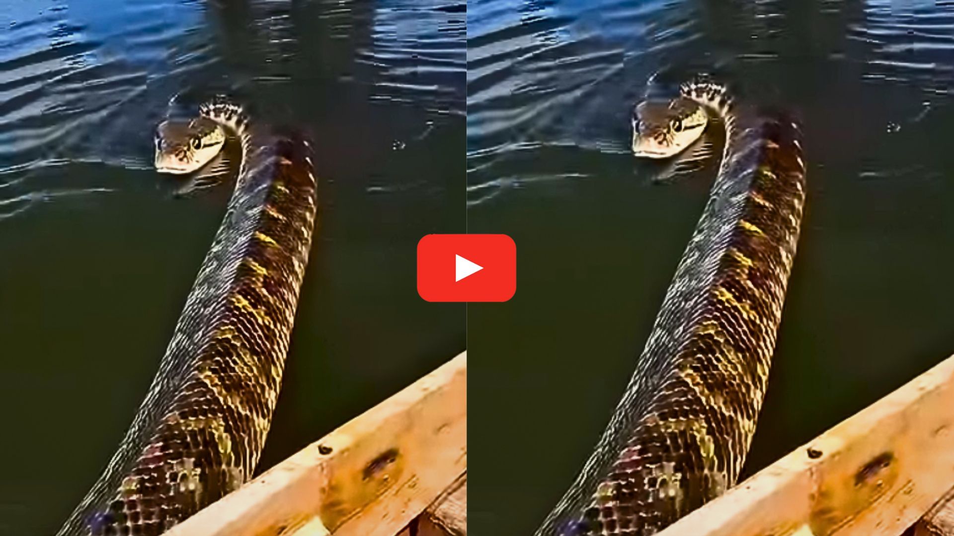 Anaconda Snake Video: వామ్మె.. 20 అడుగుల పొడవు అనకొండ బోటు వైపు దూసుకు వచ్చింది! వీడియో.. Anaconda Snake Video: వామ్మె.. 20 అడుగుల పొడవు అనకొండ బోటు వైపు దూసుకు వచ్చింది! వీడియో..