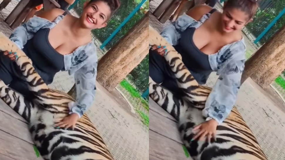 Video Viral: ఛీ.. ఛీ.. పులితో ఆ పనెంట్రా బాబు.!.. ఏకంగా అందరి ముందే పచ్చిగా.!. వీడియోపై నెటిజన్లు సీరియస్.. Video Viral: ఛీ.. ఛీ.. పులితో ఆ పనెంట్రా బాబు.!.. ఏకంగా అందరి ముందే పచ్చిగా.!. వీడియోపై నెటిజన్లు సీరియస్..