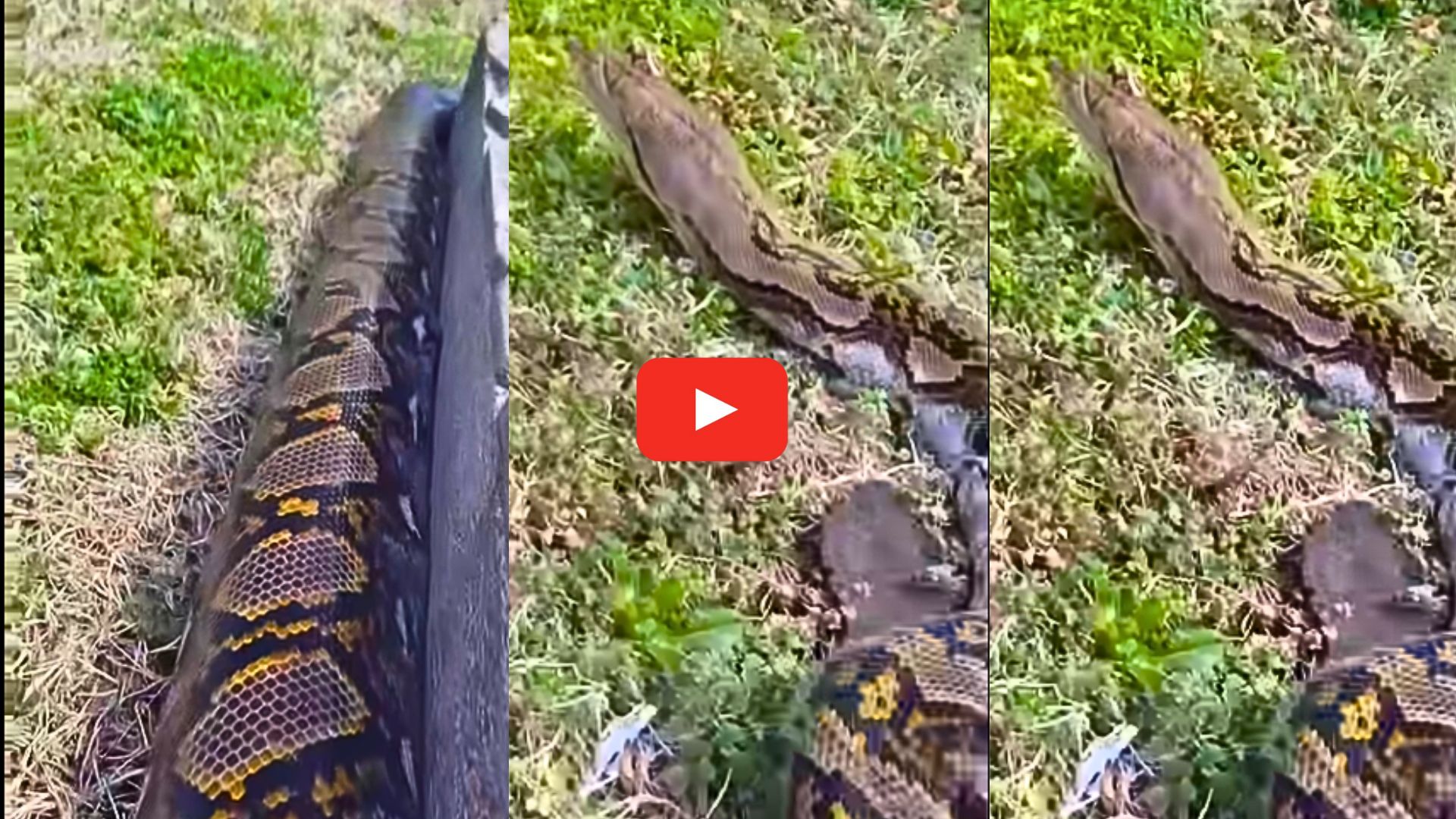 Giant Python Video: వామ్మో.. ఇంట్లో నుంచి బయటికి వెళ్తున్న భారీ కొండచిలువ.. వీడియో ఇదే.. Giant Python Video: వామ్మో.. ఇంట్లో నుంచి బయటికి వెళ్తున్న భారీ కొండచిలువ.. వీడియో ఇదే..
