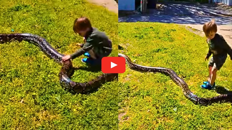 Giant Python Snake Video: వామ్మె.. కొండచిలువను పట్టుకున్న చిన్నారి.. అరుదైన వీడియో..