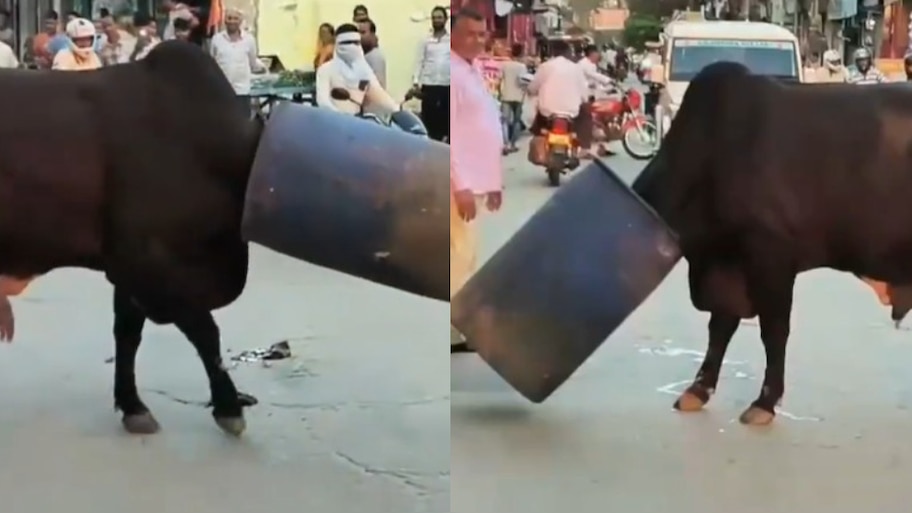 Video Viral: అయ్యో పాపం.. డ్రమ్‌లో ఇరుక్కుపోయిన ఎద్దు తల.. రోడ్డు మీద నానా హంగామా.. వీడియో వైరల్..