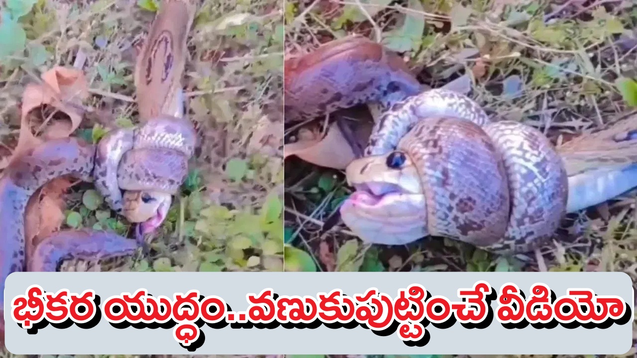 Snake Fight Video: నాగుపాము Vs కొండచిలువ భీకరయుద్ధం..వణుకు పుట్టిస్తున్న వీడియో! Snake Fight Video: నాగుపాము Vs కొండచిలువ భీకరయుద్ధం..వణుకు పుట్టిస్తున్న వీడియో!