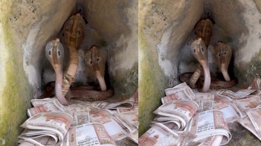 Cobra Snake Video: వామ్మో.. బుసలు కొడుతూ డబ్బులకు కాపాలాగా ఉన్న మూడు నాగు పాములు.. దడపుట్టిస్తున్న వీడియో..