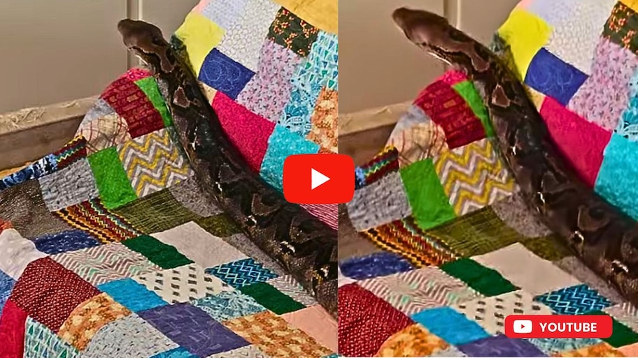 Huge Python Video Watch: వామ్మో.. దప్పటిపై 21 అడుగుల భారీ పైథాన్.. వీడియో ఇదే..