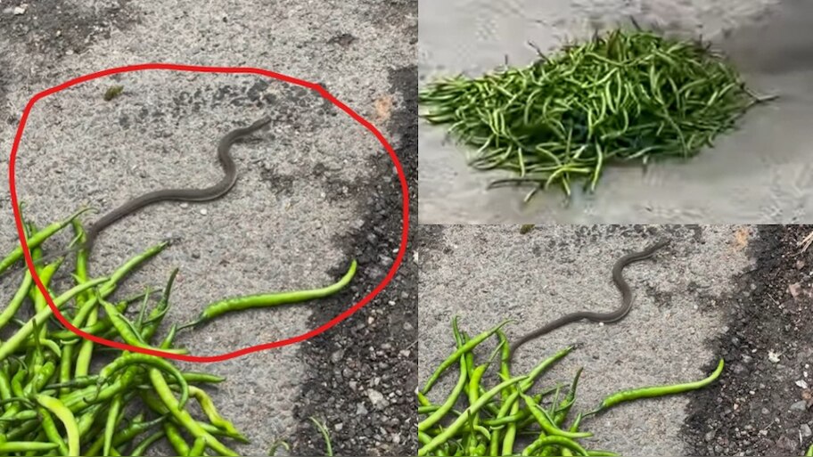 Snake Video: ఓర్నీ.. ఇదెక్కడి విడ్డూరం.. పచ్చి మిర్చిలో నుంచి బైటపడ్డ నాగు పాము.. నెట్టింట హల్ చల్ చేస్తున్న వీడియో..