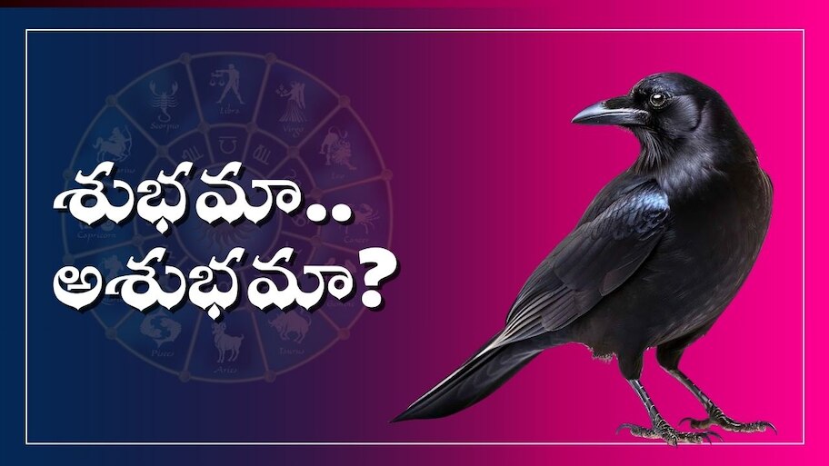  Pitru Paksha: పితృ పక్షం సమయాల్లో కాకి కలలో కనిపిస్తే ఏం జరుగుతుంది? శుభమా.. అశుభమా?