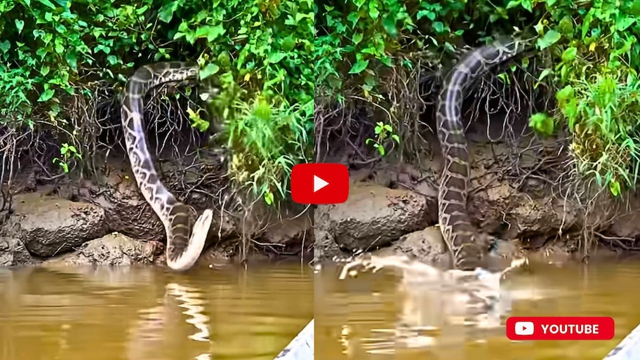 Giant Anaconda Video: సడన్‌గా ఒడ్డుపై నుంచి నీటిలో దూకిన అనకొండా.. వీడియో చూస్తే భయపడడం ఖాయం..