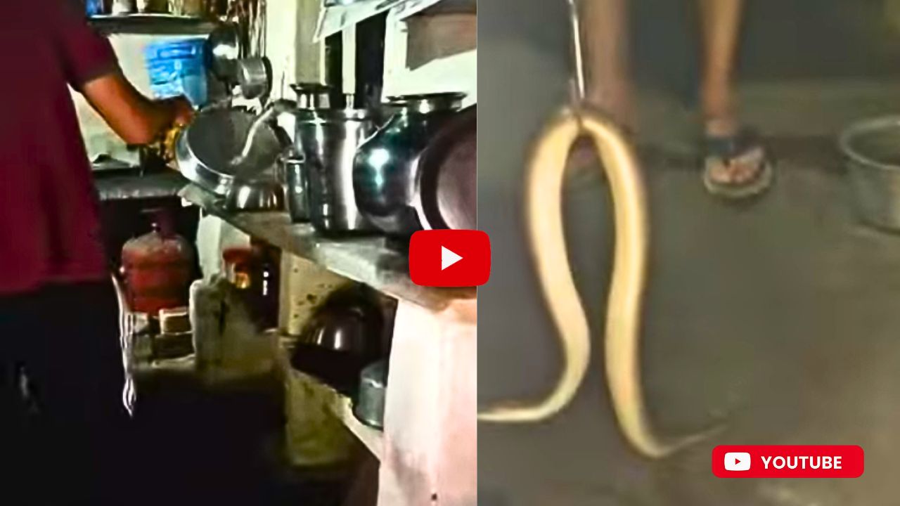 Poisonous Snake Video Watch: కిచెన్లోని బౌల్స్లో దూరిన విషపూరితమైన పాము.. ఎలా పట్టుకున్నారో చూడండి.. వీడియో.. Poisonous Snake Video Watch: కిచెన్లోని బౌల్స్లో దూరిన విషపూరితమైన పాము.. ఎలా పట్టుకున్నారో చూడండి.. వీడియో..