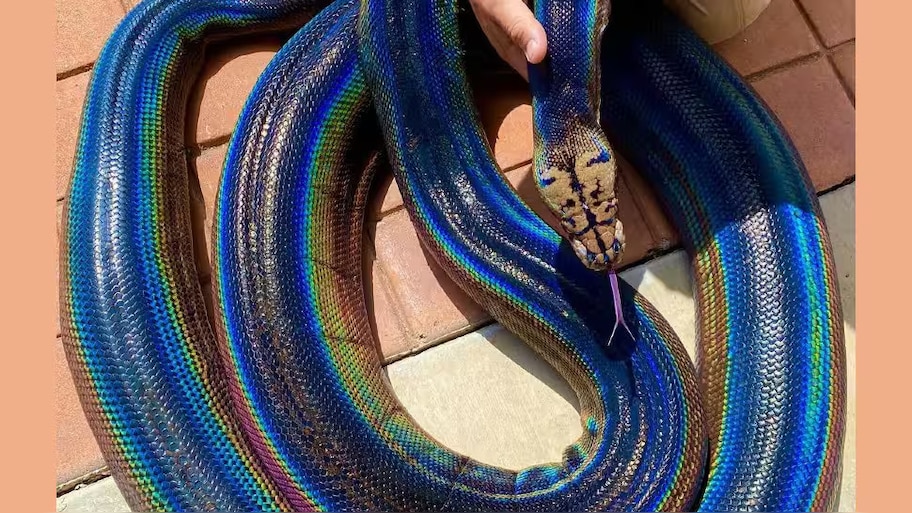 Snake Skin Colour: ఊసరవెల్లిలా రంగులు మార్చే పాము..ఎప్పుడైనా చూశారా? ఇది మీ ఊర్లో ఉందా? 
