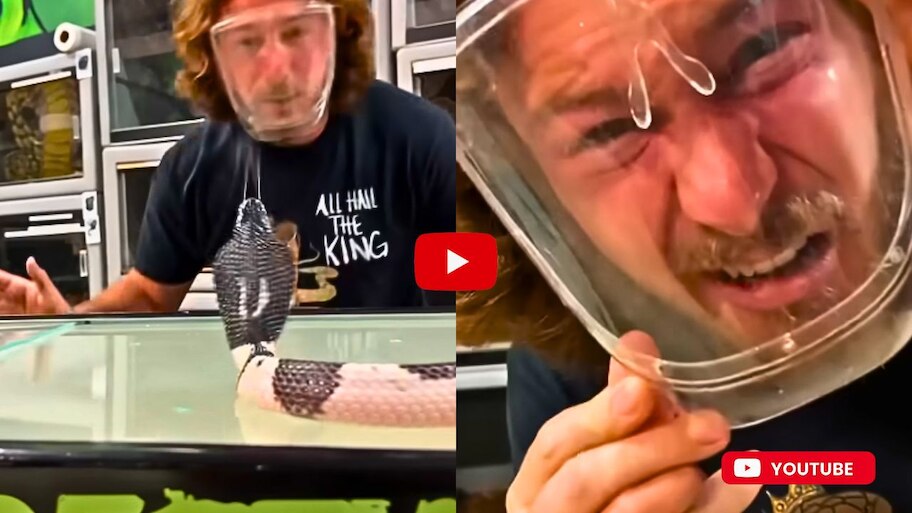 Cobra Spitting Venom Video Watch: వీడు పిచ్చోడా మంచోడా..విషం చిమ్మే నాగుతో ఆటలు.. వీడియో చివరిలో ఏం జరిగిందో చూడండి..