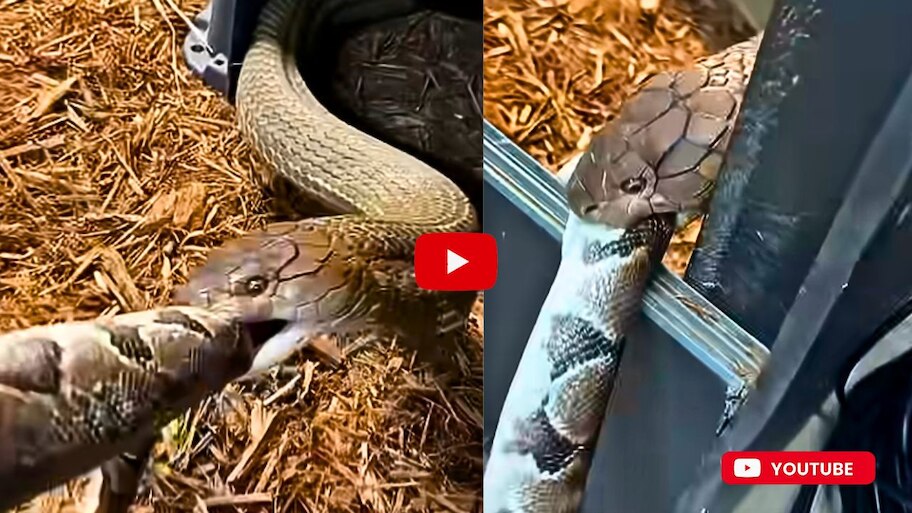 Venom King Cobra Video Watch: అమ్మ బాబోయ్..ఆకలితో ఉన్న కింగ్ కోబ్రా.. మరో పాముని ఎలా తింటుందో చూడండి.. వీడియో ఇదే..
