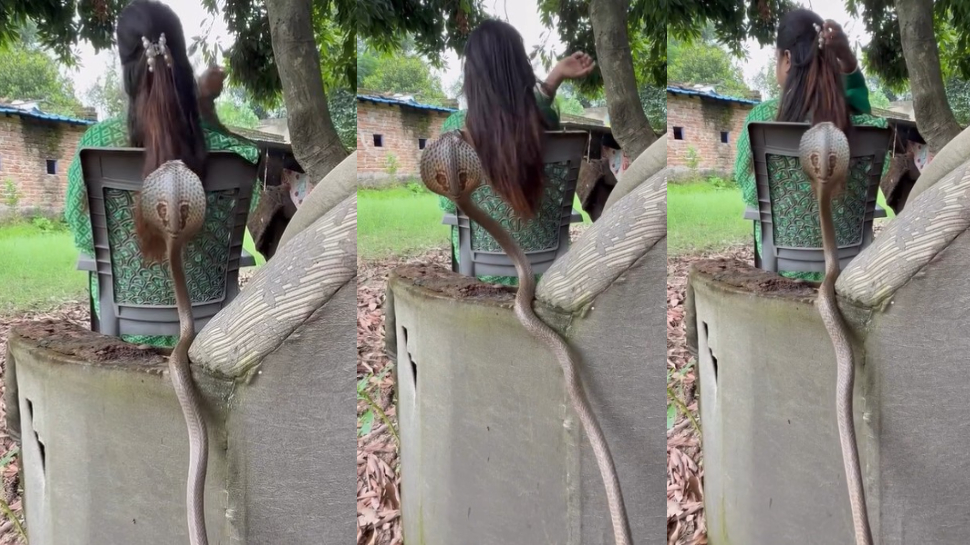 Snake Video: ఇదెక్కడి విడ్డూరం.. అమ్మాయి హెయిల్ స్టైల్కు నాగుపాము ఫిదా.. పడగ విప్పి మరీ ఏంచేస్తుందో తెలుసా..?.. వీడియో.. Snake Video: ఇదెక్కడి విడ్డూరం.. అమ్మాయి హెయిల్ స్టైల్కు నాగుపాము ఫిదా.. పడగ విప్పి మరీ ఏంచేస్తుందో తెలుసా..?.. వీడియో..