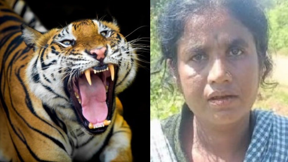 Karnataka: ఏంట్రా ఈ కన్నింగ్ ఐడియాలు..?.. భర్తను లేపేసి పులిపై నెట్టేసిన కిలేడీ.. అసలు స్టోరీ తెలిస్తే ఫ్యూజులు అవుట్.. Karnataka: ఏంట్రా ఈ కన్నింగ్ ఐడియాలు..?.. భర్తను లేపేసి పులిపై నెట్టేసిన కిలేడీ.. అసలు స్టోరీ తెలిస్తే ఫ్యూజులు అవుట్..