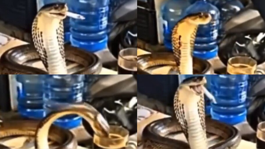 Snake Video: ఇదెక్కడి మాస్ రా మావా..?.. లిక్కర్ తాగుతూ దమ్ముకొట్టి చిల్ అవుతున్న నాగు పాము.!. వీడియో చూస్తే షాక్..