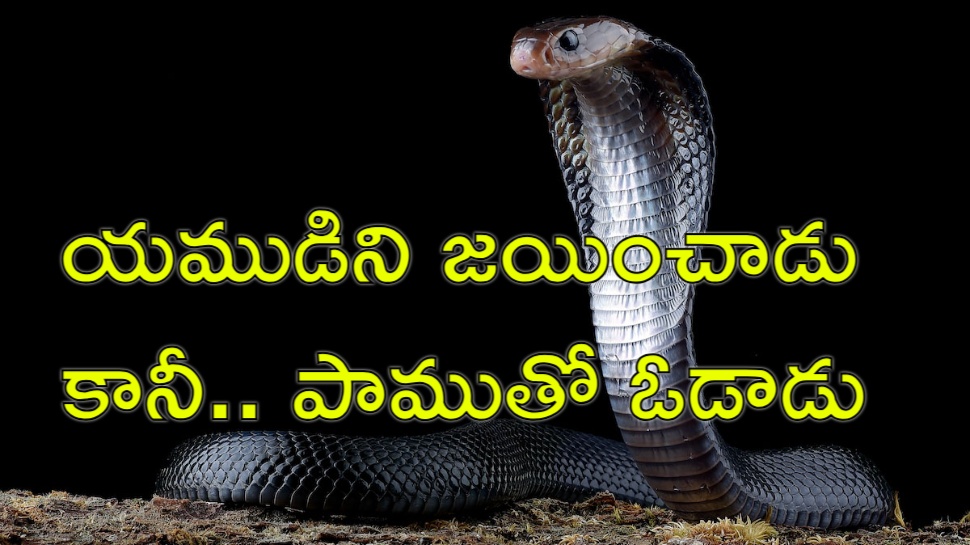 Snake Bite: ఆరుసార్లు మరణాన్ని జయించిన మృత్యుంజయుడు.. కానీ చివరికి పాముతో Snake Bite: ఆరుసార్లు మరణాన్ని జయించిన మృత్యుంజయుడు.. కానీ చివరికి పాముతో