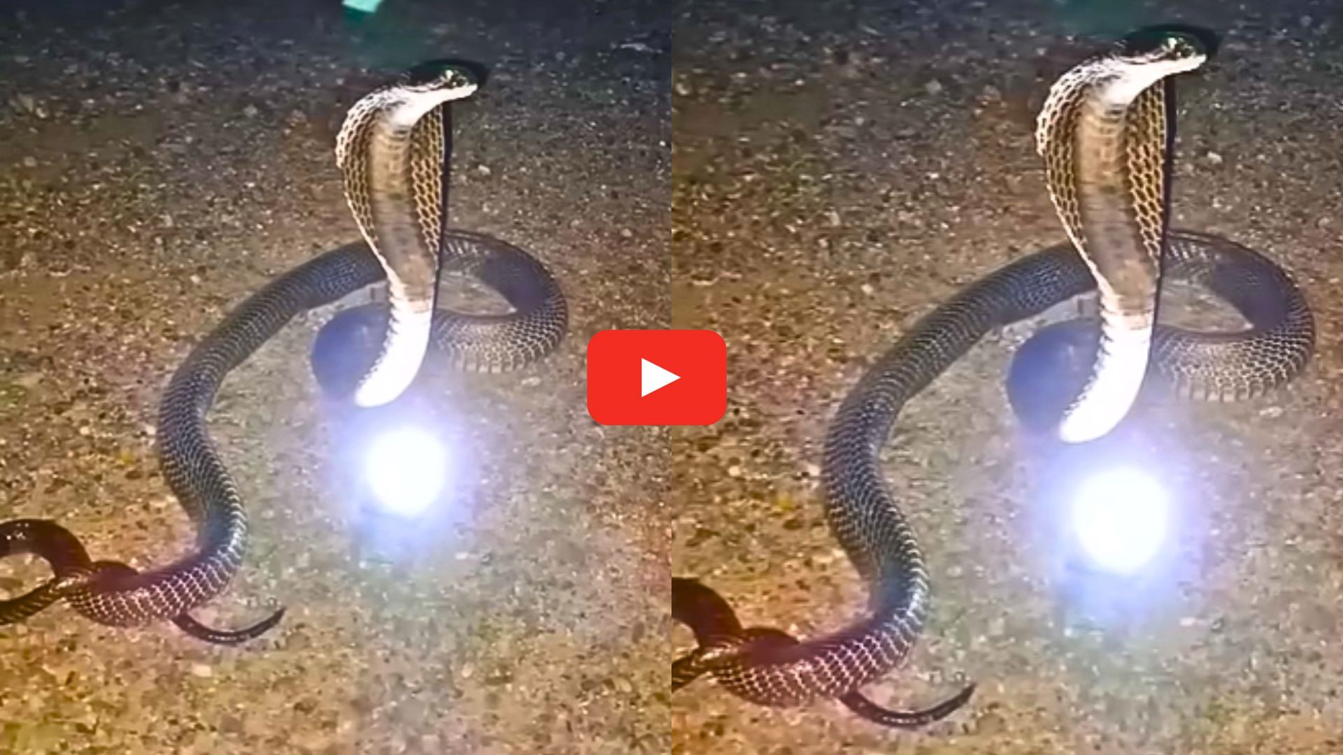 Nagamani Stone Live Video Watch: అరుదైన ఘటన.. పడగవిప్పి నాగమణికి రక్షణగా నాగుపాము.. వీడియో సోషల్ మీడియాలో హల్చల్.. Nagamani Stone Live Video Watch: అరుదైన ఘటన.. పడగవిప్పి నాగమణికి రక్షణగా నాగుపాము.. వీడియో సోషల్ మీడియాలో హల్చల్..