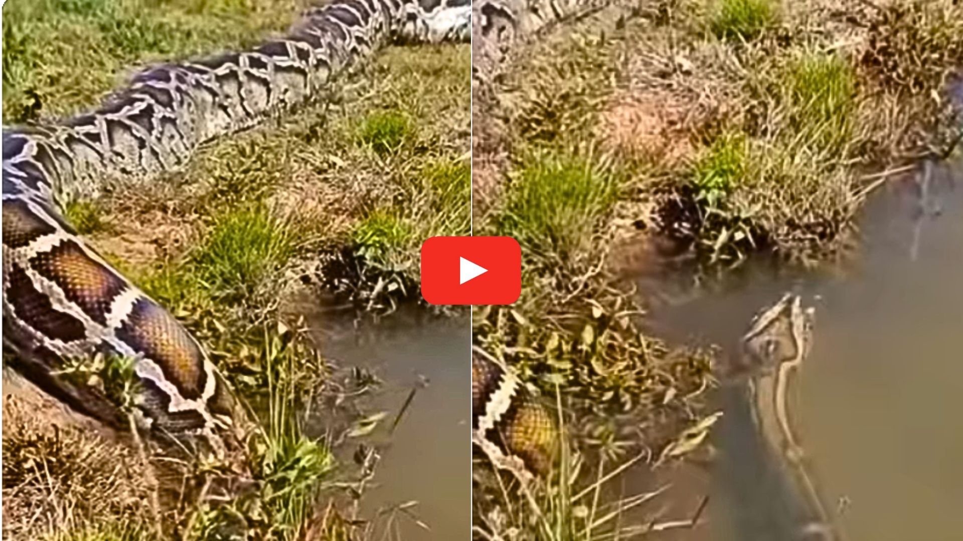 Huge Anaconda Video: మనుషులను అమాంతం మింగే.. భారీ అనకొండ.. వీడియో చూస్తే భయపడి పోతారు.. Huge Anaconda Video: మనుషులను అమాంతం మింగే.. భారీ అనకొండ.. వీడియో చూస్తే భయపడి పోతారు..