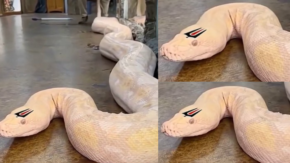 Tirunamalu On Python Video: శ్రీవారి మహాద్భుతం.. నుదుటిపై తిరునామాలతో భారీ కొండ చిలువ.. అరుదైన వీడియో.. Tirunamalu On Python Video: శ్రీవారి మహాద్భుతం.. నుదుటిపై తిరునామాలతో భారీ కొండ చిలువ.. అరుదైన వీడియో..