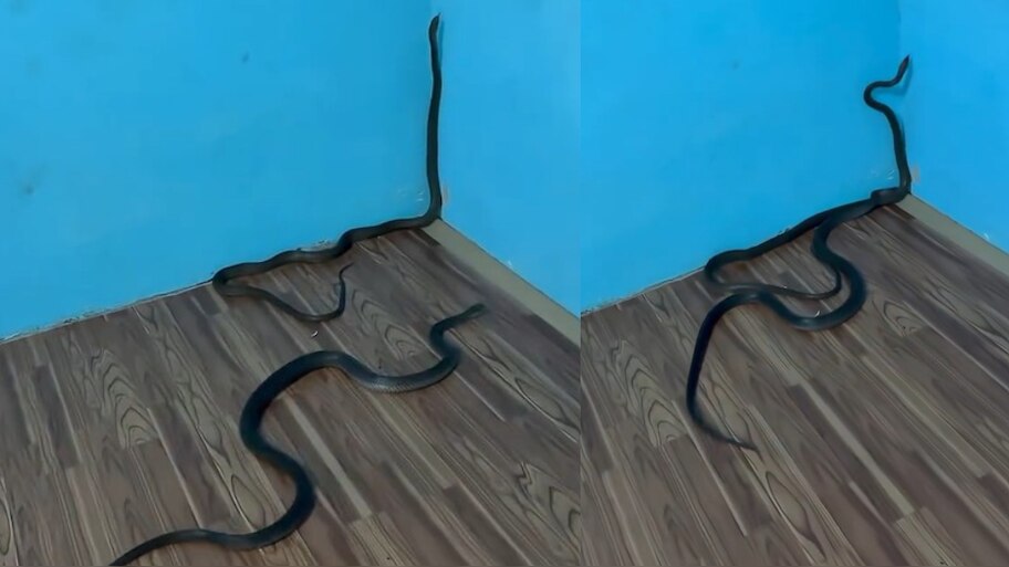 Snake Video: ఇదెక్కడి విడ్డూరం.. ఏకంగా బెడ్ రూమ్‌లో దూరి రెండు పాముల సయ్యాటలు.. అరుదైన వీడియో..