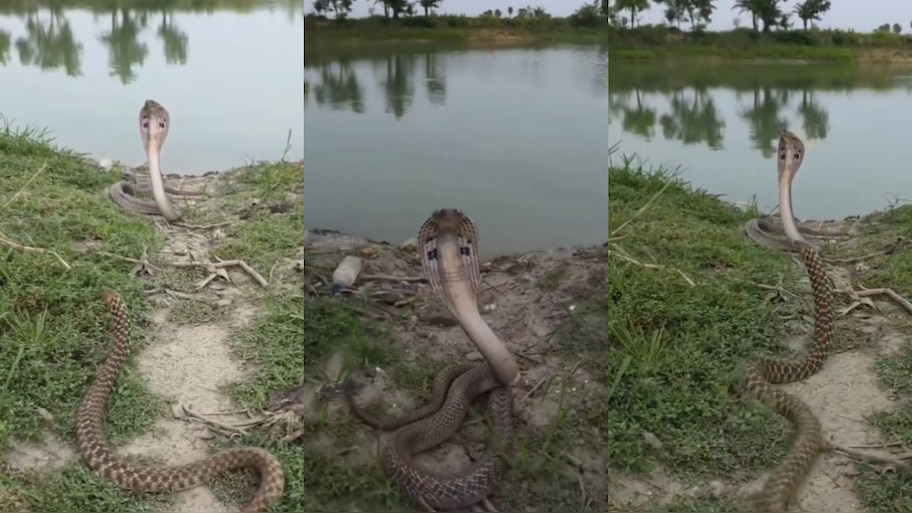 Snake Video: వామ్మో.. చెరువు గట్టు మీద రెండు నాగు పాముల సయ్యాటలు.. ఇంతలో బిగ్ ట్విస్ట్.. అరుదైన వీడియో..
