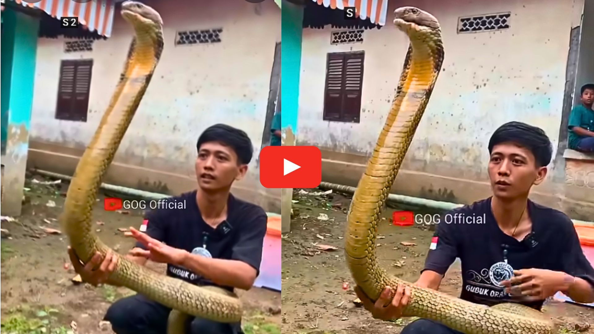 King Cobra Video: వీడు మామూలోడు కాదండోయ్.. 10 అడుగుల కింగ్ కోబ్రాను పట్టుకున్న యువకుడు.. వీడియో.. King Cobra Video: వీడు మామూలోడు కాదండోయ్.. 10 అడుగుల కింగ్ కోబ్రాను పట్టుకున్న యువకుడు.. వీడియో..