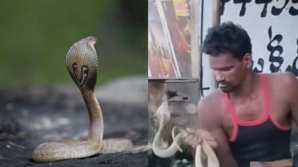 Snake Video: ఓరెయ్ అది పామురా.. కాటు వేస్తే కాటికే.!.. కోబ్రాతో నడి రోడ్డు మీద స్టంట్లకు దిగిన మందుబాబు.. వీడియో.. Snake Video: ఓరెయ్ అది పామురా.. కాటు వేస్తే కాటికే.!.. కోబ్రాతో నడి రోడ్డు మీద స్టంట్లకు దిగిన మందుబాబు.. వీడియో..