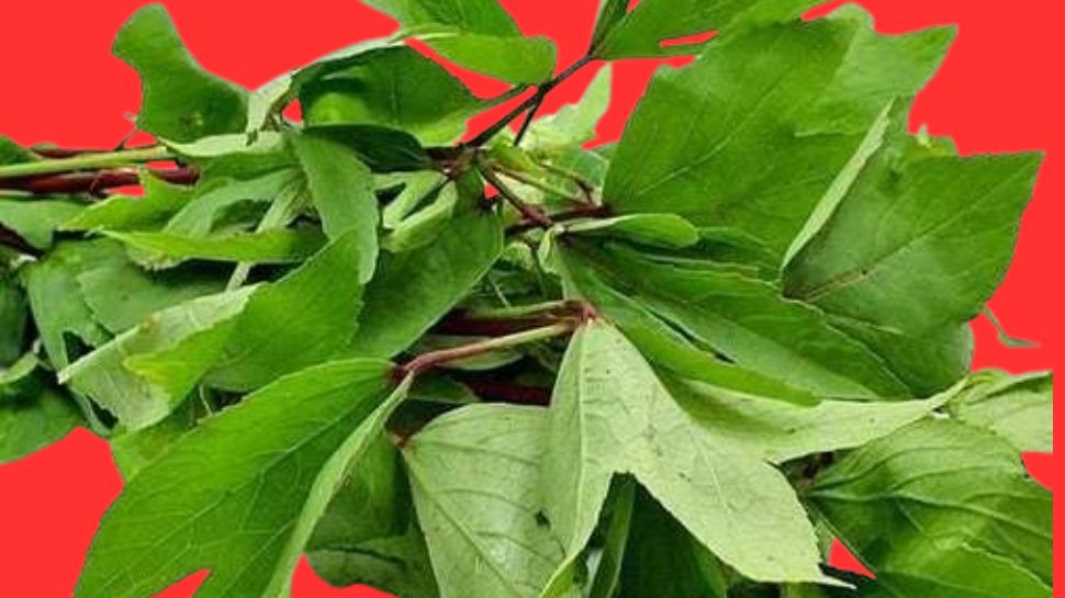 Gongura Leaves: ఈ పుల్లని ఆకుకూరలో ఖనిజాలు పుష్కలం.. నమ్మలేని ఆరోగ్యం..!