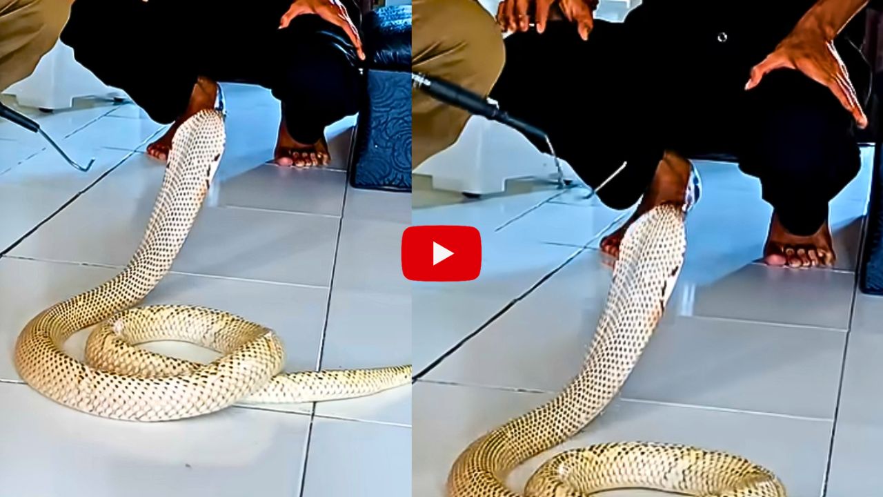 Swetha Naagu Real Video Watch: శ్వేత నాగుతో యువకుల ఆటలు.. వామ్మో పడక విప్పి ఎలా చూస్తుందో చూడండి.. వీడియో.. Swetha Naagu Real Video Watch: శ్వేత నాగుతో యువకుల ఆటలు.. వామ్మో పడక విప్పి ఎలా చూస్తుందో చూడండి.. వీడియో..