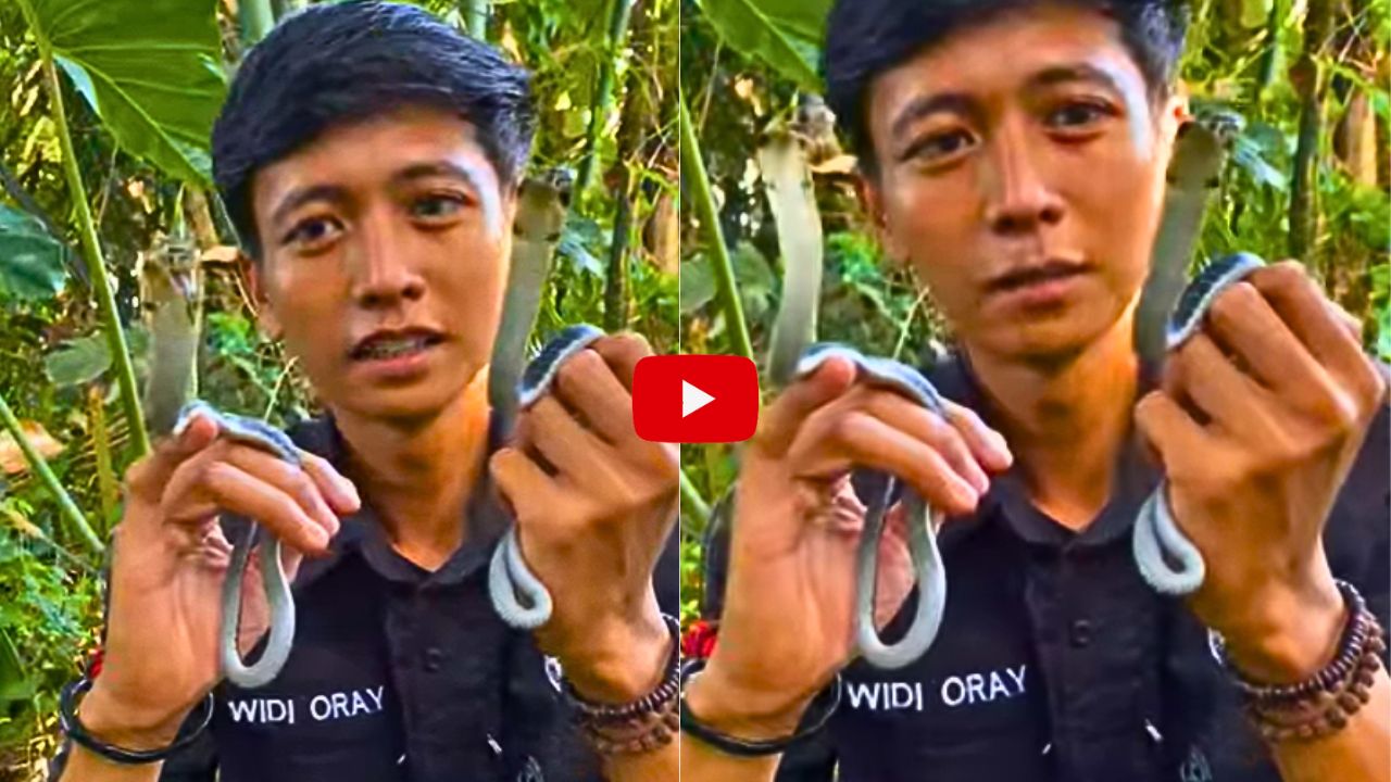 Baby King Cobra Video Watch: వామ్మె.. చేతులపై పగడ విప్పి ఆడుతున్న కింగ్ కోబ్రా పిల్లలు.. వీడియో ఇదే.. Baby King Cobra Video Watch: వామ్మె.. చేతులపై పగడ విప్పి ఆడుతున్న కింగ్ కోబ్రా పిల్లలు.. వీడియో ఇదే..