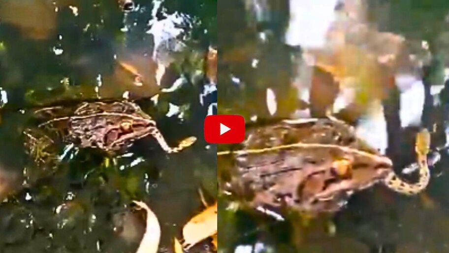 Snake Video Watch: పాములు మింగుతున్న కప్ప.. సోషల్ మీడియాలో సంచలనం సృష్టిస్తున్న వీడియో.. 