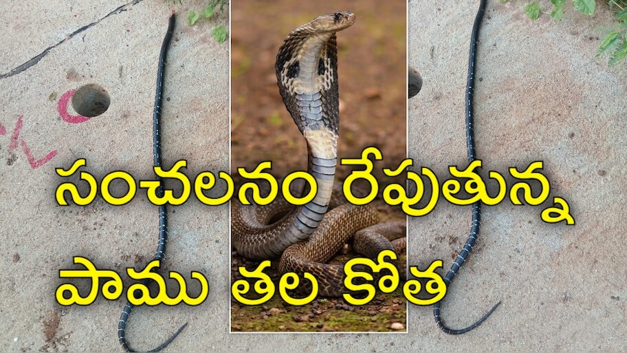 Snake Head Cut: పాము తలను కొరికిన వ్యక్తి.. మంచంపై పెట్టుకుని తాపీగా నిద్ర.. సంచలన వీడియో!