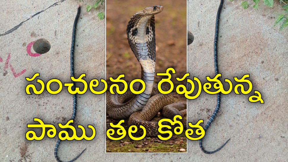 Snake Head Cut: పాము తలను కొరికిన వ్యక్తి.. మంచంపై పెట్టుకుని తాపీగా నిద్ర.. సంచలన వీడియో! Snake Head Cut: పాము తలను కొరికిన వ్యక్తి.. మంచంపై పెట్టుకుని తాపీగా నిద్ర.. సంచలన వీడియో!
