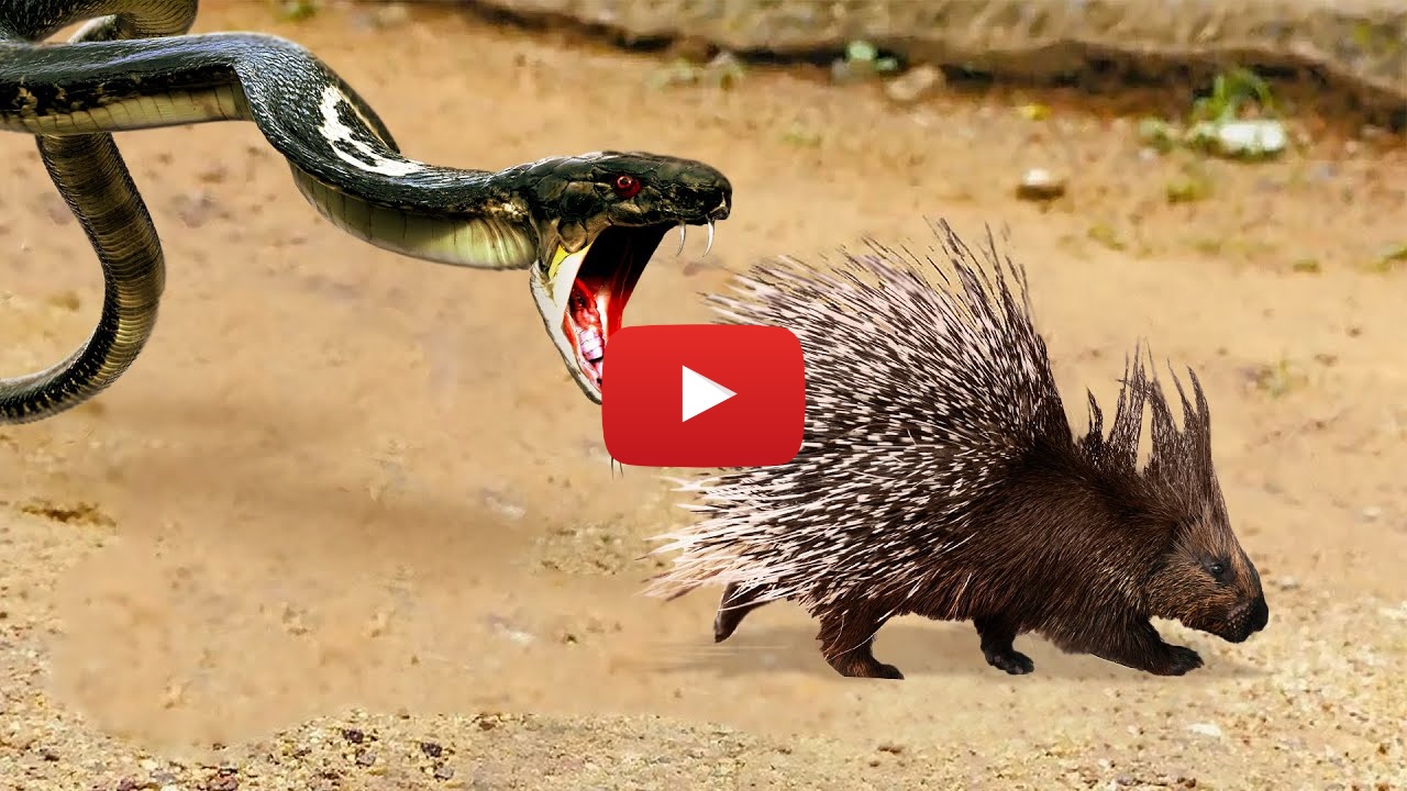 Snake Video: పందికొక్కుని మింగేసిన పాము..ముఖం నిండా ముళ్లు గుచ్చుకొని పాము నరకయాతన! Snake Video: పందికొక్కుని మింగేసిన పాము..ముఖం నిండా ముళ్లు గుచ్చుకొని పాము నరకయాతన!