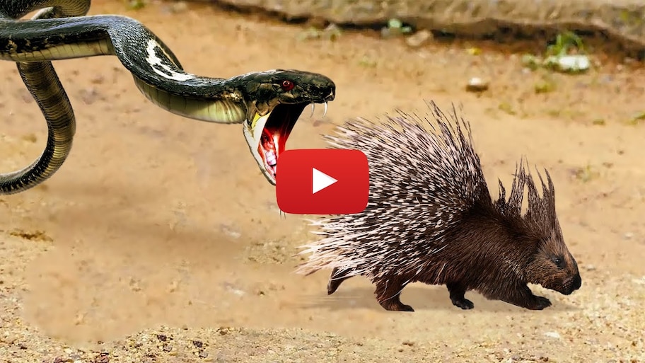 Snake Video: పందికొక్కుని మింగేసిన పాము..ముఖం నిండా ముళ్లు గుచ్చుకొని పాము నరకయాతన!