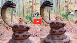 Snake Viral Video Watch: వామ్మో.. కోతిని మింగేస్తున్న ప్రమాదకరమైన పాము.. వీడియో చూస్తే భయపడడం ఖాయం..