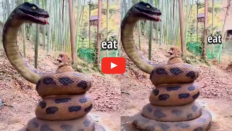 Snake Viral Video Watch: వామ్మో.. కోతిని మింగేస్తున్న ప్రమాదకరమైన పాము.. వీడియో చూస్తే భయపడడం ఖాయం..
