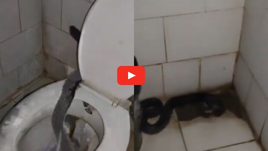 Black King Cobra Video: వామ్మో.. MBBS డాక్టర్స్ టాయిలెట్స్‌లో దూరిన బ్లాక్ కింగ్ కోబ్రా.. వీడియో.. 