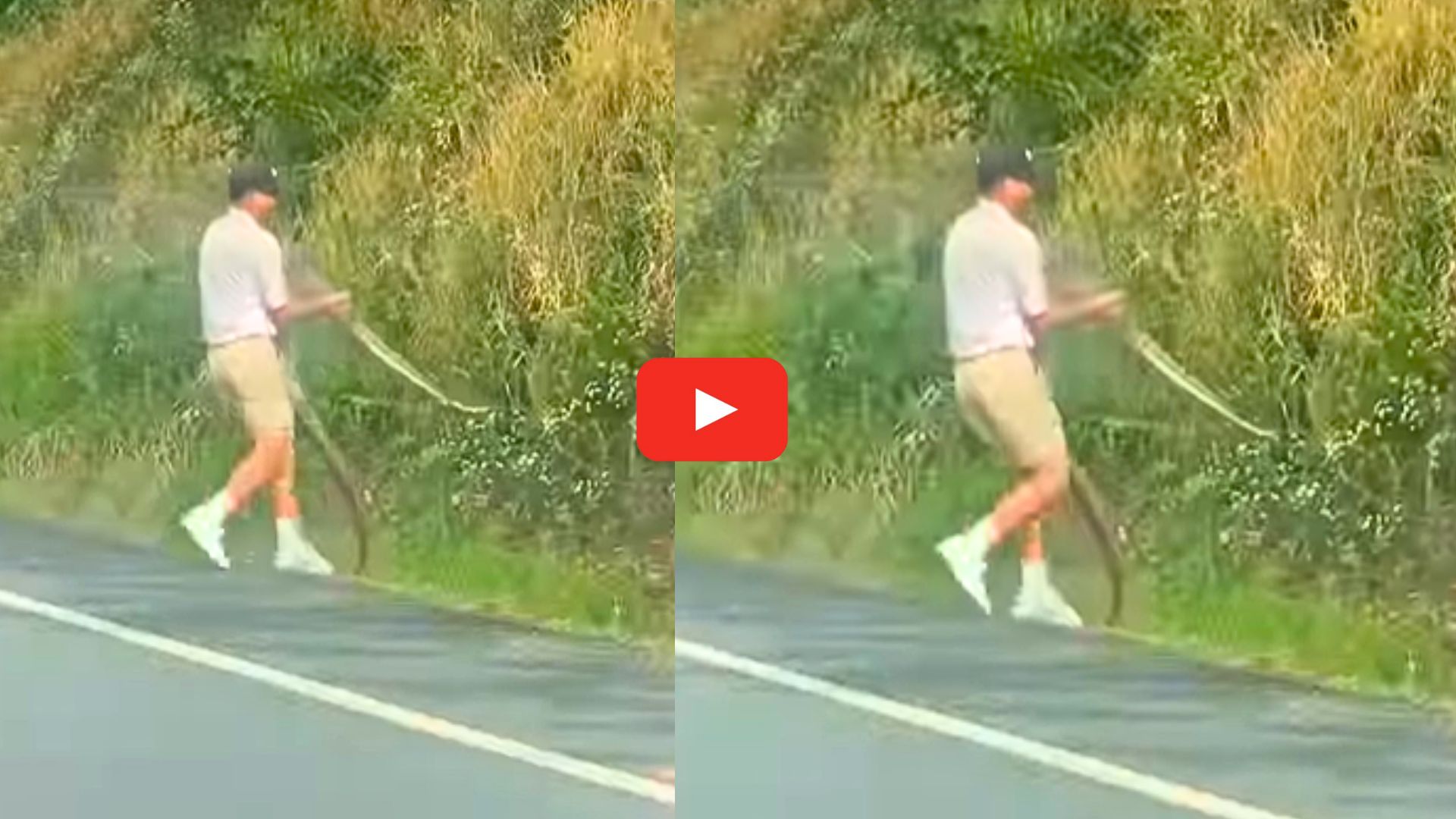Huge Python Video: నువ్వు గ్రేట్ సామి.. 9 అడుగుల కొండచిలువను రోడ్డు దాటించిన యువకుడు.. వీడియో ఇదే.. Huge Python Video: నువ్వు గ్రేట్ సామి.. 9 అడుగుల కొండచిలువను రోడ్డు దాటించిన యువకుడు.. వీడియో ఇదే..