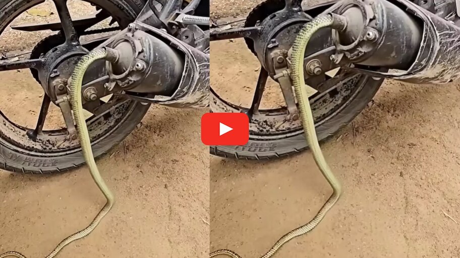Poisonous Cobra Video: వామ్మో.. బైక్ సైలెన్సర్‌లో నాగుపాము.. మోటార్ సైకిల్ నడిపే అన్నలు జర జాగ్రత్త.. వీడియో..