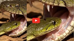 Snake Trending Video: ఇదేంటి.. భారీ పాము నోట్లోకి దూరిన మరో చిన్న పాము.. వీడియో ఇదే..