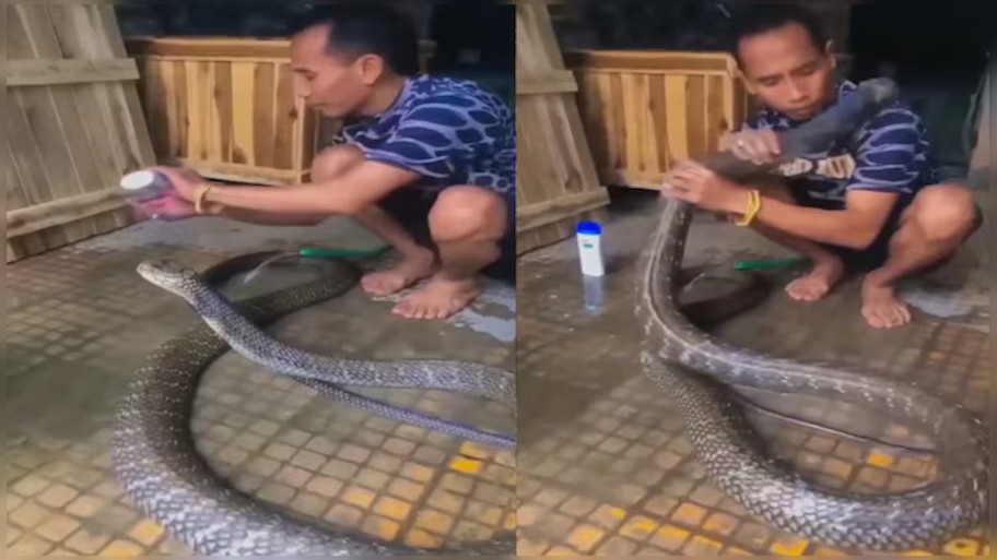 King Cobra Video: 20 అడుగుల భయంకరమైన కింగ్ కోబ్రాకి షాంపూతో స్నానం..కుర్రోడికి గుండె కాదు..