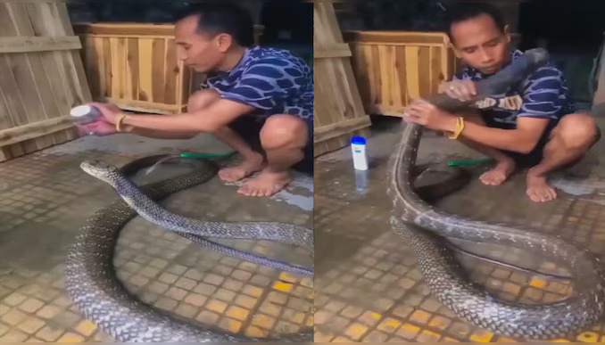 King Cobra Video: 20 అడుగుల భయంకరమైన కింగ్ కోబ్రాకి షాంపూతో స్నానం..కుర్రోడికి గుండె కాదు.. King Cobra Video: 20 అడుగుల భయంకరమైన కింగ్ కోబ్రాకి షాంపూతో స్నానం..కుర్రోడికి గుండె కాదు..