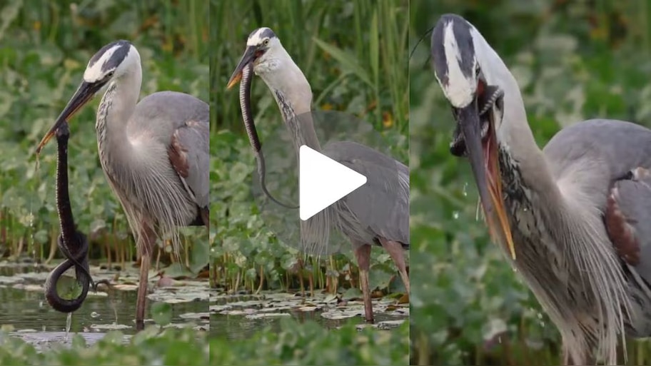 Heron Catching Snake: నల్లత్రాచు పామును నమిలి మింగేసిన కొంగ..ఎంత కరువులో ఉందో అది..పాపం..
