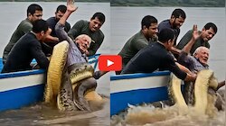 వామ్మో.. దాడి చేసిన అనకొండ.. ప్రాణాలతో కొట్టుమిట్టాడుతున్న వృద్ధుడు.. వీడియో ఇదే..