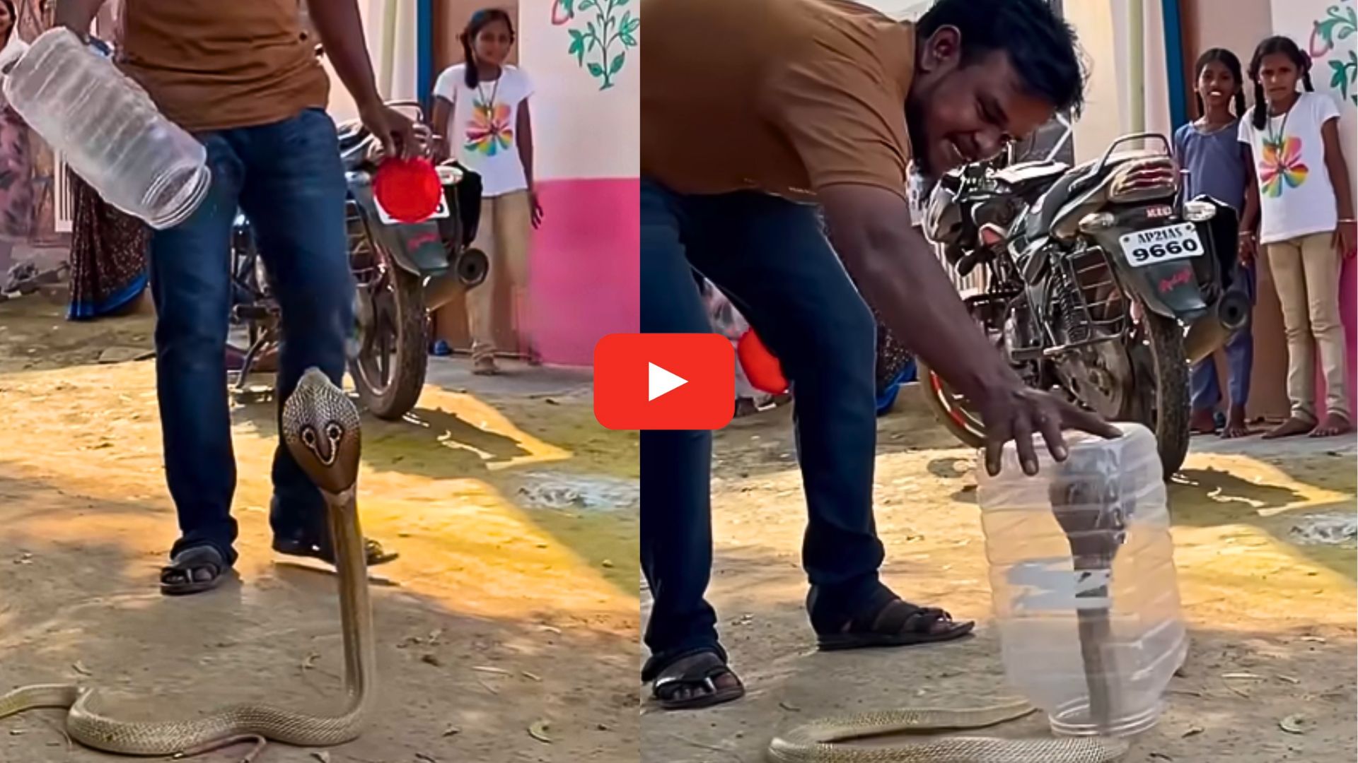 King Cobra Video: వావ్ గ్రేట్.. ప్లాస్టిక్ డబ్బాలో పామును బంధించిన యువకుడు.. వీడియో.. King Cobra Video: వావ్ గ్రేట్.. ప్లాస్టిక్ డబ్బాలో పామును బంధించిన యువకుడు.. వీడియో..