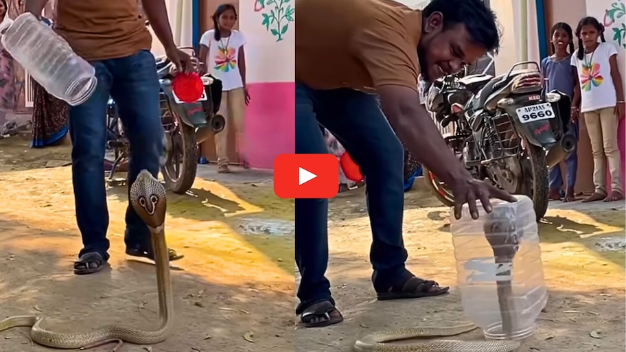 King Cobra Video: వావ్ గ్రేట్.. ప్లాస్టిక్ డబ్బాలో పామును బంధించిన యువకుడు.. వీడియో..