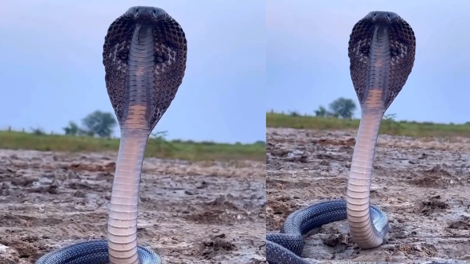 Snake Video: వామ్మో.. ఆకాశం రంగులో హడలెత్తిస్తున్న నాగుపాము.. కోపంగా బుసలు కొడుతూ.. అరుదైన వీడియో.. Snake Video: వామ్మో.. ఆకాశం రంగులో హడలెత్తిస్తున్న నాగుపాము.. కోపంగా బుసలు కొడుతూ.. అరుదైన వీడియో..
