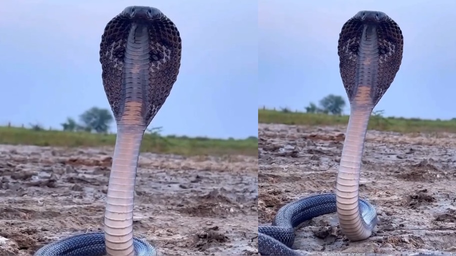 Snake Video: వామ్మో.. ఆకాశం రంగులో హడలెత్తిస్తున్న నాగుపాము.. కోపంగా బుసలు కొడుతూ.. అరుదైన వీడియో..