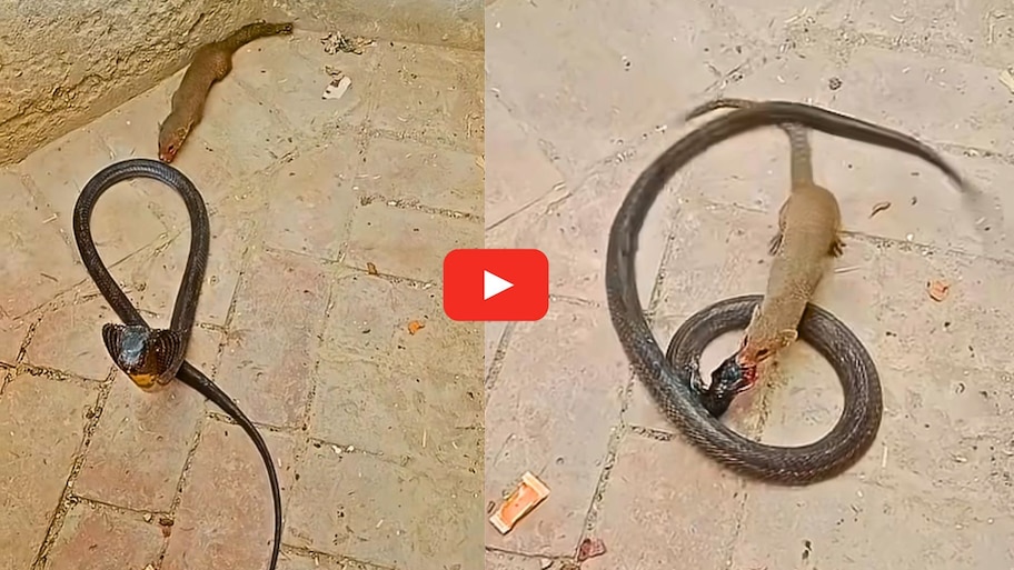 Black King Cobra Video Watch: బ్లాక్ కింగ్ కోబ్రాతో ముంగిస పోరాటం.. చివరిలో గెలిచింది ఇదే.. వీడియో..